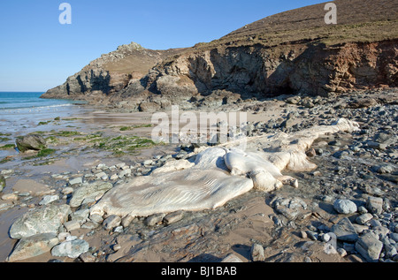 Le reste pourrir d'un énorme rorqual commun carcasse Chapelle plage de Porth, Cornwall UK. Banque D'Images