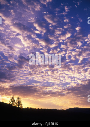 Altocumulus avec silhouettes d'arbres, le lever du soleil dans le Parc National de Yellowstone, Wyoming, USA Banque D'Images