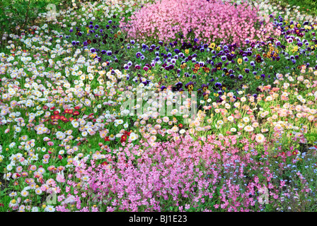 Fleur d'été-lit de Daisy, violette et 'Phlox subulata 'Zosia' fleurit au printemps-été (arrière-plan) Banque D'Images