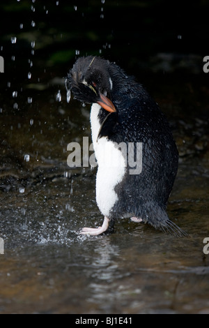 Rockhopper Penguin Eudyptes chrysocome Felsenpinguin Rookery Saunders Island Iles Falkland Rockhopper douche Banque D'Images