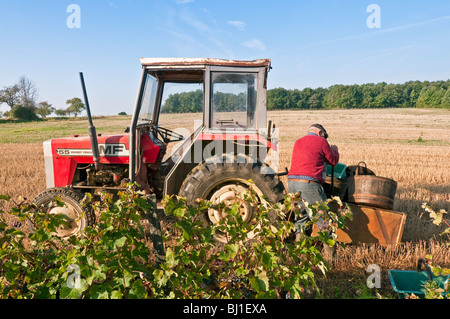 Paysan français loading vendanges - sud-Touraine, France. Banque D'Images