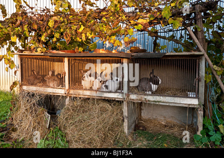 Les lapins en clapier ferme produites pour les manger - sud-Touraine, France. Banque D'Images
