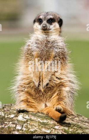 Un meerkat qui vivent en captivité dans un zoo Banque D'Images