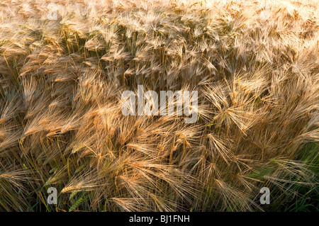 Champ d'orge / oreilles d'Orge - Indre-et-Loire, France. Banque D'Images