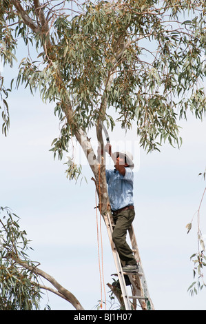 Les garnitures d'un homme d'une des branches d'eucalyptus avant de les enlever. Banque D'Images