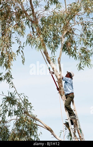 Les garnitures d'un homme d'une des branches d'eucalyptus avant de les enlever. Banque D'Images