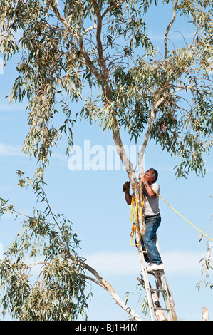 Les garnitures d'un homme d'une des branches d'eucalyptus avant de les enlever. Banque D'Images