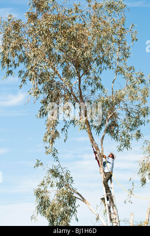 Les garnitures d'un homme d'une des branches d'eucalyptus avant de les enlever. Banque D'Images