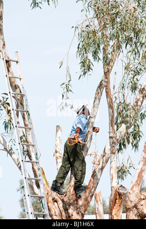 Les garnitures d'un homme d'une des branches d'eucalyptus avant de les enlever. Banque D'Images