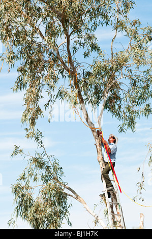 Les garnitures d'un homme d'une des branches d'eucalyptus avant de les enlever. Banque D'Images