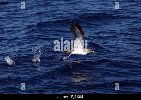 Un Puffin cendré décolle près de l'île de Pico, Açores, Portugal Banque D'Images