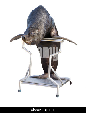 Lion de mer Banque D'Images