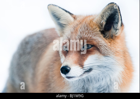 Le renard roux (Vulpes vulpes) lat. en hiver. L'accent est sur l'œil. Banque D'Images