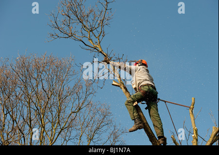 Travaux de l'arboriculteur en haut d'un chêne pour le couper pour enlever les branches mortes et générer une nouvelle croissance. Banque D'Images