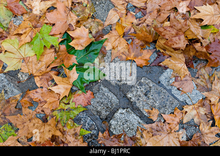 Feuilles d'automne à Madrid - Musée du Prado près de la Banque D'Images