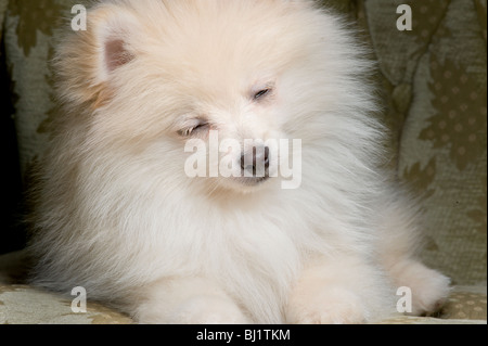 De couleur crème, endormi sur un chiot pomeranian fauteuil vert orné Banque D'Images