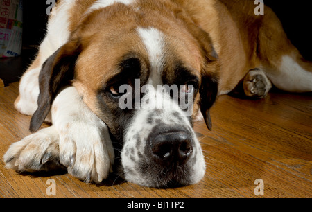 Portrait d'un chien Saint Bernard poil court dormir sur un plancher de bois avec ses pattes franchi Banque D'Images