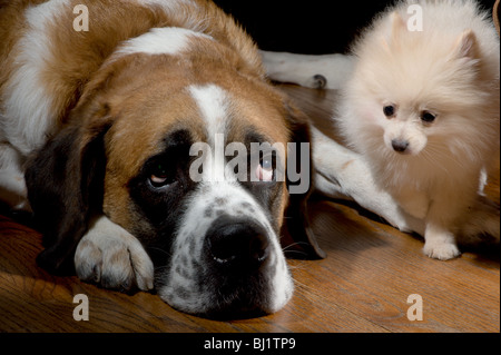 Petit chiot pomeranian passent à côté d'un grand St Bernard sur un plancher de bois Banque D'Images