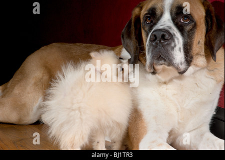 Petit chiot pomeranian à lors d'un grand St Bernard sur un plancher de bois Banque D'Images