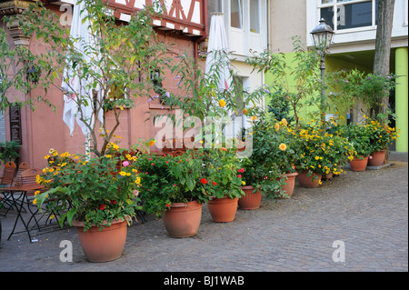 Les pots de fleurs dans la cour carré dans l'Allemagne Banque D'Images