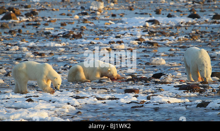 L'ours blanc, Ursus maritimus, qui signifie 'mer' avec un sceau de tuer. Banque D'Images