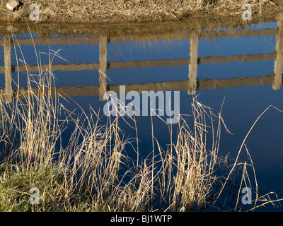 Sunlit roseaux et reflétée dans l'escrime à l'étang de la faune paysagers réserve RSPB Saltholme Billingham Angleterre Banque D'Images