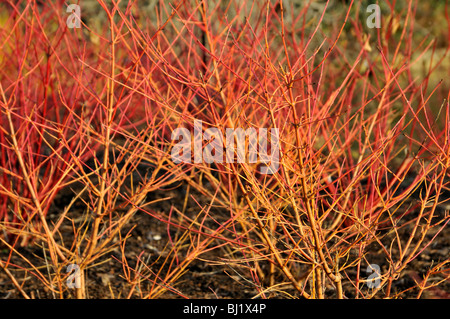 Cornus sanguinea Midwinter Fire en hiver. Banque D'Images