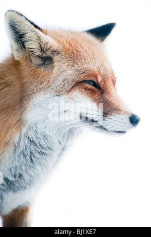 Le renard roux (Vulpes vulpes) lat. en hiver. Banque D'Images