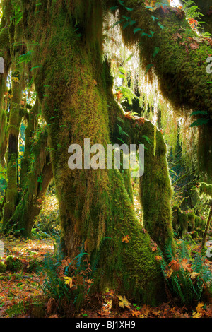 Hoh Rainforest in Olympic National Park, à l'automne Banque D'Images