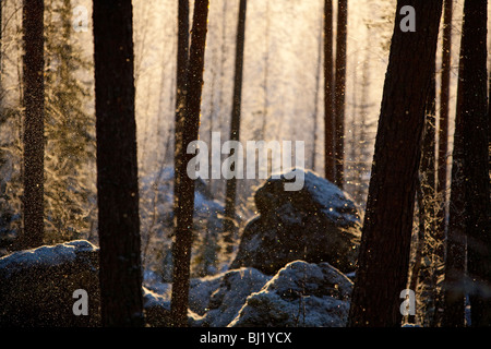 Vue de la forêt rocheuse de taïga de pin finlandais ( pinus sylvestris ) à Winter , Finlande Banque D'Images