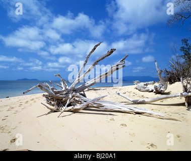 Driftwood sur une plage de sable blanc sur l'île Green, un Coral Cay situé dans la Great Barrier Reef Marine Park près de Cairns Banque D'Images