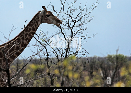 Portrait de Girafe (Giraffa camelopardalis ) Parc National Kruger en Afrique du Sud Banque D'Images