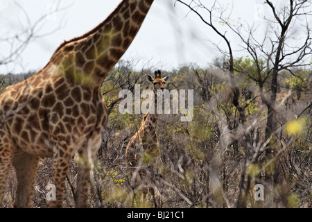 Les jeunes Portrait ( Girafe Giraffa camelopardalis ) Parc National Kruger en Afrique du Sud Banque D'Images