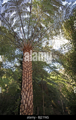 Fougère arborescente australienne (Cyathea cooperi) au Parc National de Lamington. Banque D'Images