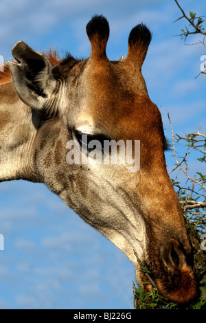 Portrait de Girafe (Giraffa camelopardalis ) Parc National Kruger en Afrique du Sud Banque D'Images