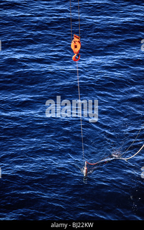 La recherche marine, le prélèvement de spécimens dans l'Arctique, le Canada. Banque D'Images