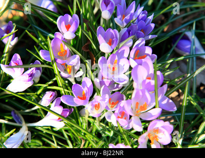 Les Crocus sauvages au début de printemps. Banque D'Images