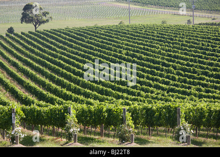 Vignes, vignobles, De Bortoli Yarra Valley, Victoria, Australie Banque D'Images