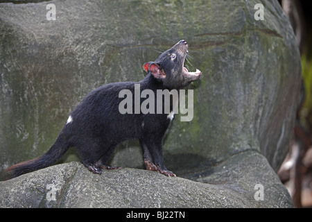 Diable de Tasmanie (Sarcophilus harrisii), le bâillement. Banque D'Images