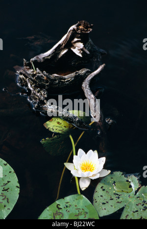 Water Lily dans dark water, la Suède. Banque D'Images