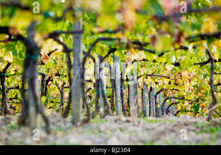 Vrille d'une vigne Banque D'Images