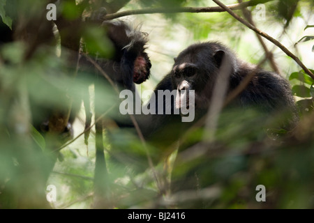 "Lumumba", ex-mâle alpha de manger un singe colobus capturés au cours d'une chasse aux troupes. Banque D'Images