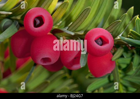L'if commun, anglais If (Taxus baccata), branche avec des baies. Banque D'Images
