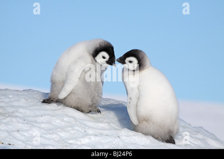 Manchot Empereur, Aptenodytes forsteri, poussins à collines de neige Island, Antarctic Peninsula Banque D'Images