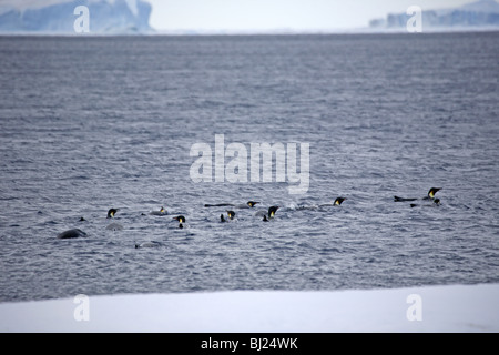 Manchot Empereur, Aptenodytes forsteri, adultes en mer à collines de neige island péninsule antarctique Banque D'Images