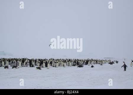 Manchot Empereur, Aptenodytes forsteri, colonie de collines de neige island péninsule antarctique Banque D'Images