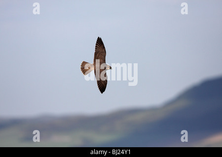 Le faucon pèlerin (Falco peregrinus), juvénile en vol Banque D'Images