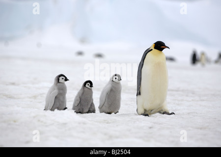 Manchot Empereur, Aptenodytes forsteri, suivie de trois adultes poussins à collines de neige island péninsule antarctique Banque D'Images