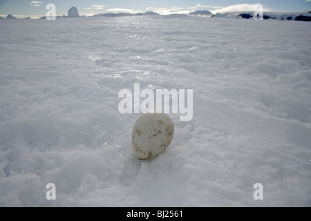 Manchot Empereur, Aptenodytes forsteri, oeuf à la neige Hills island, Antarctic Peninsula Banque D'Images