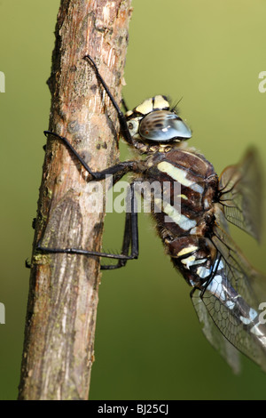 Hawker Aeshna juncea commun Banque D'Images